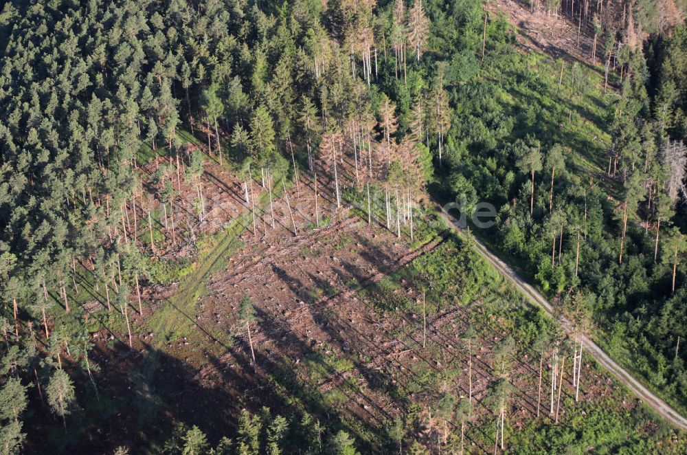 Luftbild Angelroda - Abgestorbene Baumspitzen in einem Waldgebiet in Angelroda im Bundesland Thüringen, Deutschland