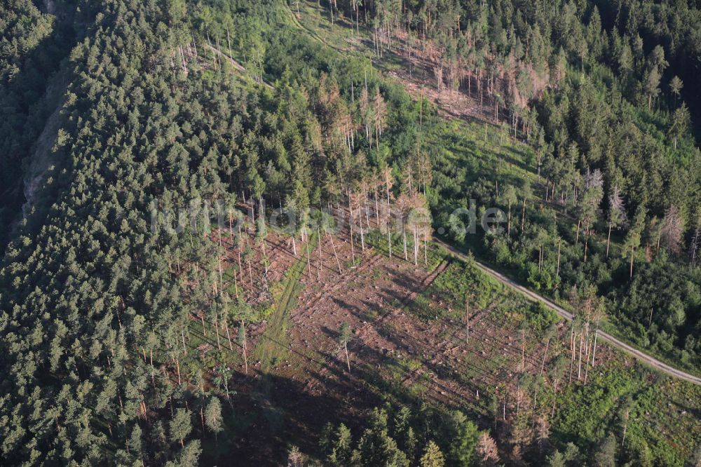 Luftaufnahme Angelroda - Abgestorbene Baumspitzen in einem Waldgebiet in Angelroda im Bundesland Thüringen, Deutschland