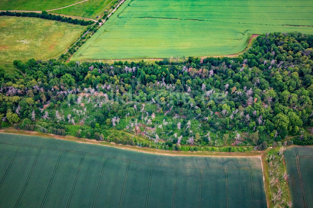 Luftaufnahme Ballenstedt - Abgestorbene Baumspitzen in einem Waldgebiet in Ballenstedt im Bundesland Sachsen-Anhalt, Deutschland