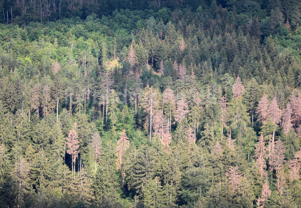 Luftbild Blankenhain - Abgestorbene Baumspitzen in einem Waldgebiet in Blankenhain im Bundesland Thüringen, Deutschland