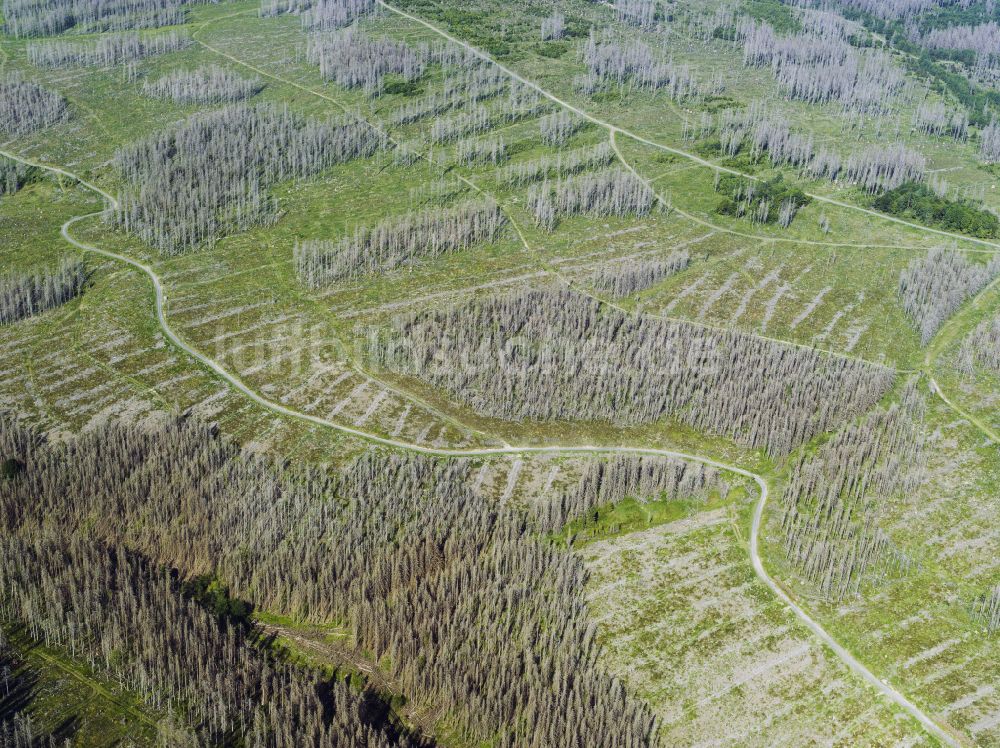 Osterode am Harz aus der Vogelperspektive: Abgestorbene Baumspitzen in einem Waldgebiet in Osterode am Harz im Bundesland Niedersachsen, Deutschland