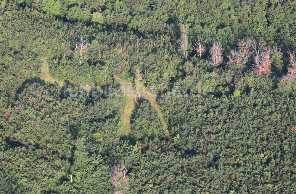 Luftaufnahme Plaue - Abgestorbene Baumspitzen in einem Waldgebiet in Plaue im Bundesland Thüringen, Deutschland