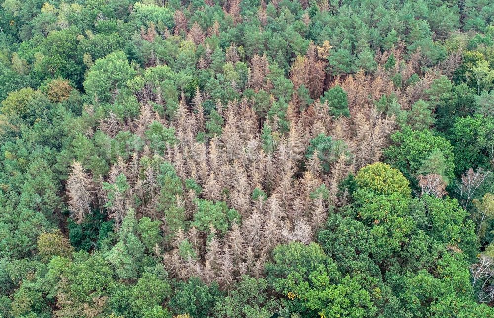 Luftaufnahme Sieversdorf - Abgestorbene Baumspitzen in einem Waldgebiet in Sieversdorf im Bundesland Brandenburg, Deutschland