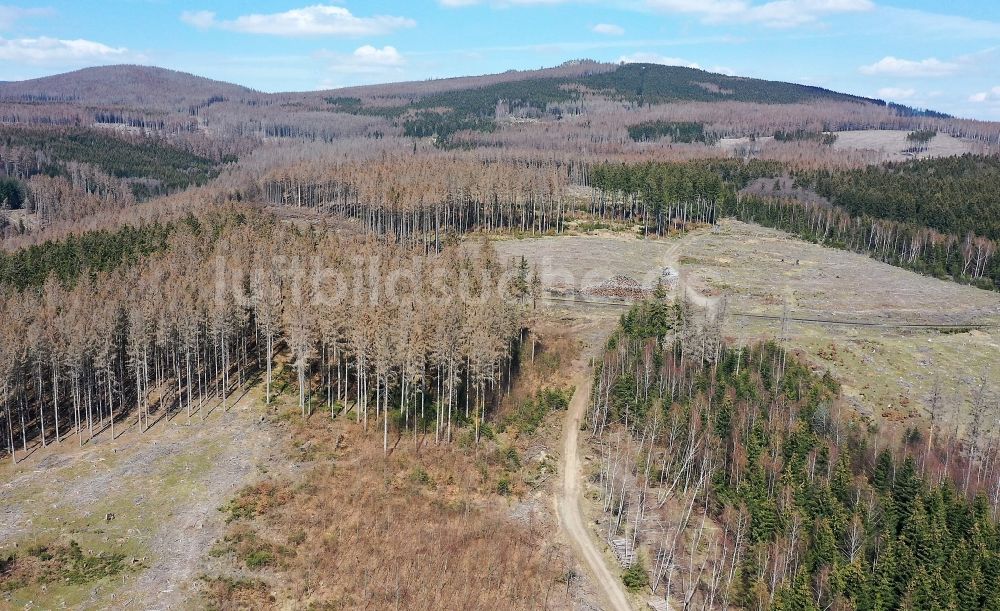 Luftaufnahme Elend - Abgestorbene Baumspitzen im Nationalpark Harz in Elend im Bundesland Sachsen-Anhalt, Deutschland