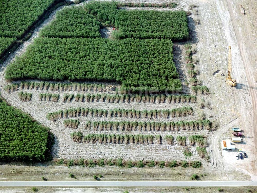 bei Lübben / BRB von oben - Abholzung eines Kiefernbestandes in einem Forstgelände bei Lübben / Brandenburg.