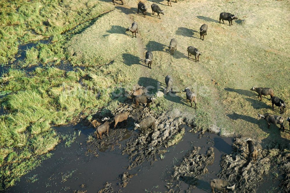 Masarwa von oben - Afrikanische Büffel im Okavangodelta in Botswana