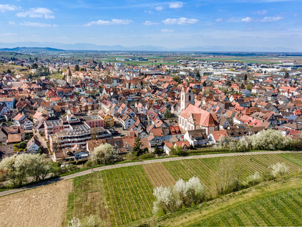 Endingen am Kaiserstuhl von oben - Altstadtbereich und Innenstadtzentrum mit Kirche und Weinbergen in Endingen am Kaiserstuhl im Bundesland Baden-Württemberg, Deutschland