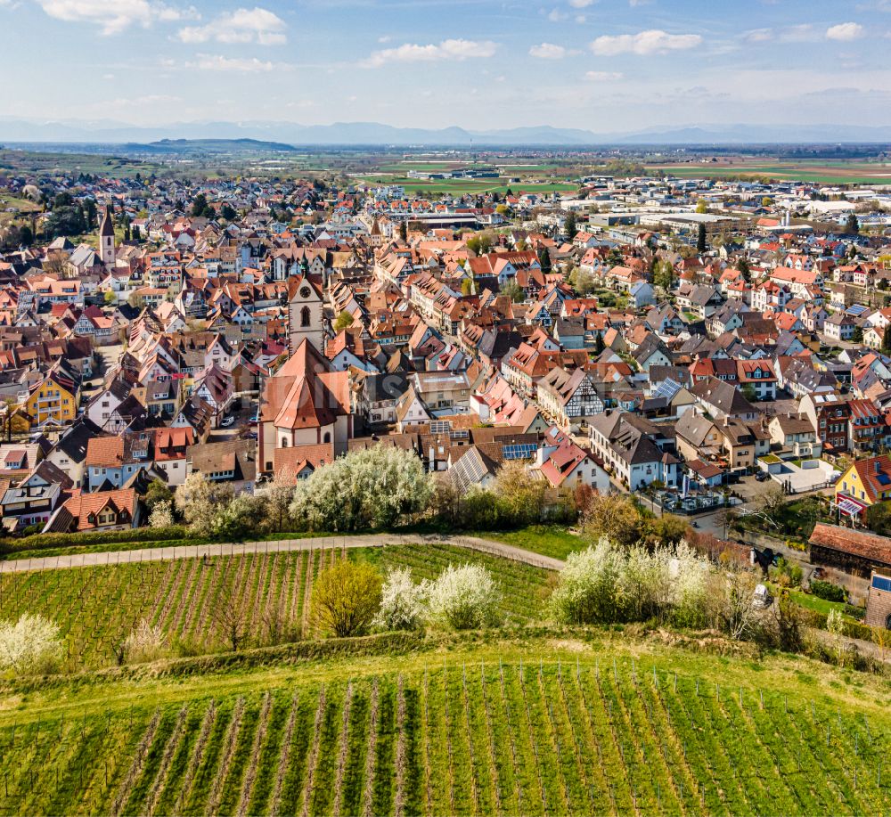 Endingen am Kaiserstuhl aus der Vogelperspektive: Altstadtbereich und Innenstadtzentrum mit Kirche und Weinbergen in Endingen am Kaiserstuhl im Bundesland Baden-Württemberg, Deutschland