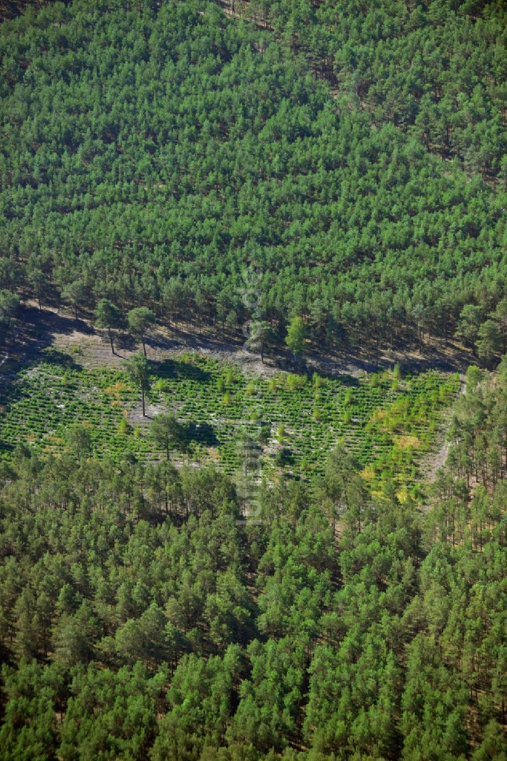 Birkholz aus der Vogelperspektive: Aufforstungs- Forstfläche mit Kiefern in einem Waldstück bei Birkholz im Bundesland Brandenburg