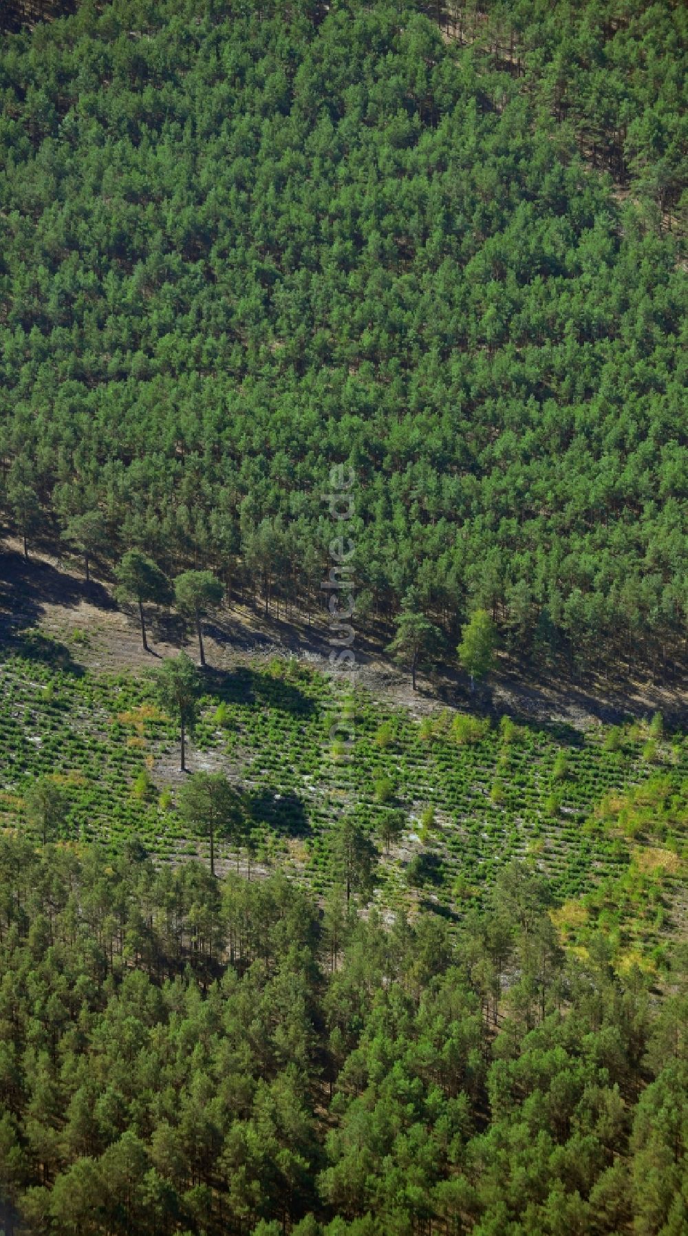 Luftbild Birkholz - Aufforstungs- Forstfläche mit Kiefern in einem Waldstück bei Birkholz im Bundesland Brandenburg