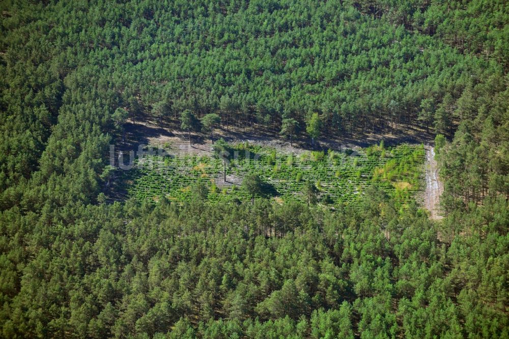 Luftaufnahme Birkholz - Aufforstungs- Forstfläche mit Kiefern in einem Waldstück bei Birkholz im Bundesland Brandenburg