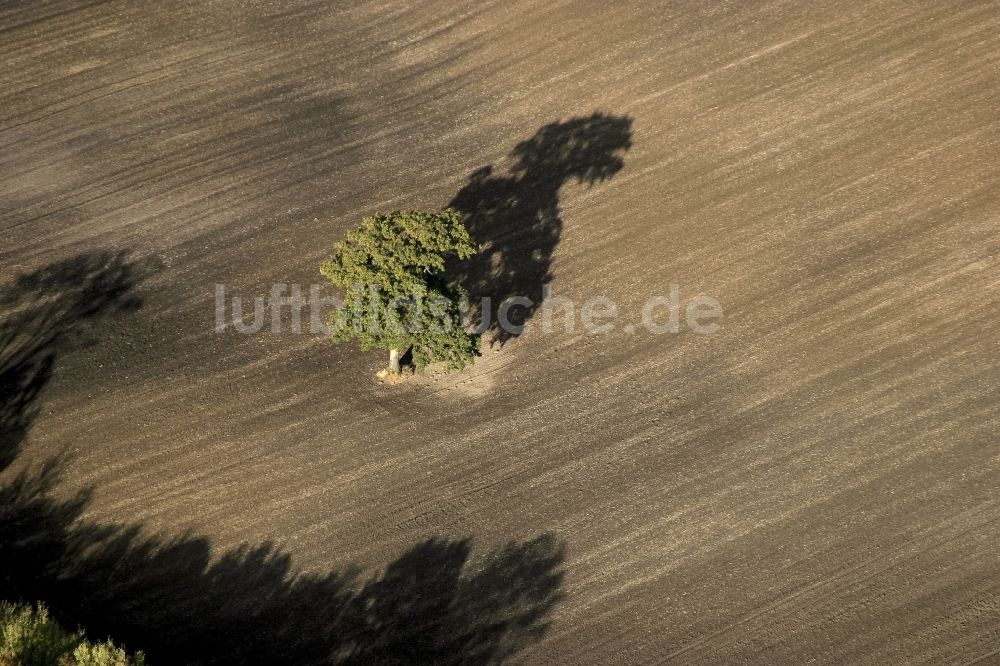 Luftbild Oeversee - Baum auf einem Feld in Oeversee im Bundesland Schleswig-Holstein