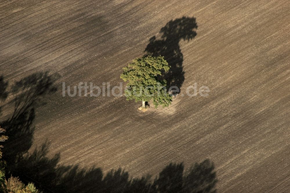 Luftaufnahme Oeversee - Baum auf einem Feld in Oeversee im Bundesland Schleswig-Holstein