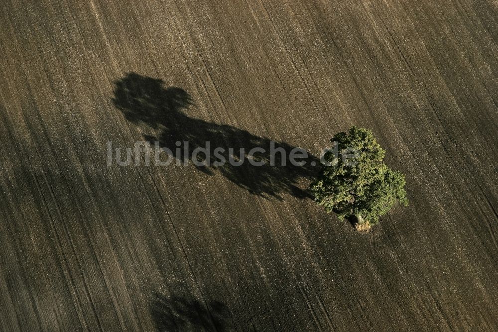 Oeversee von oben - Baum auf einem Feld in Oeversee im Bundesland Schleswig-Holstein