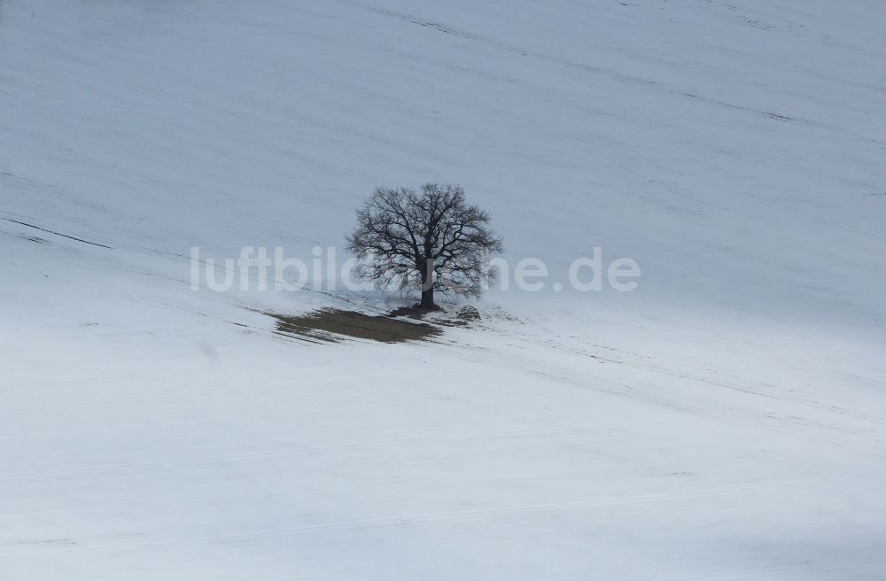 Rehfelde von oben - Baum auf einem Feld im Ortsteil Rehfelde-Dorf in Rehfelde im Bundesland Brandenburg