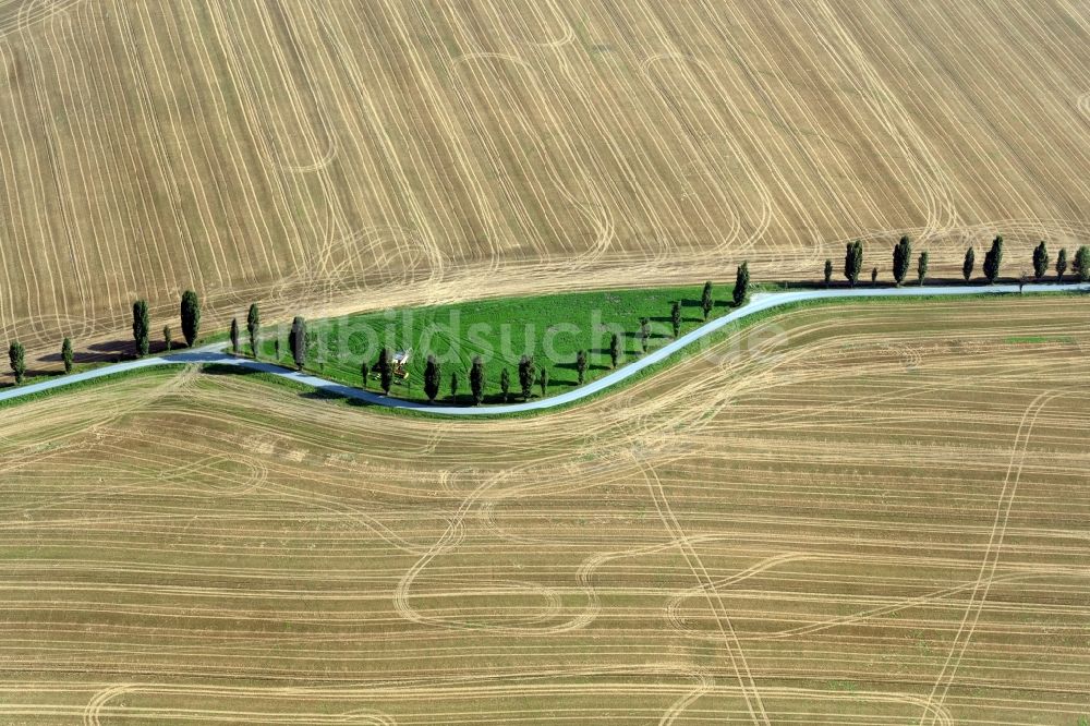 Thürmsdorf von oben - Baum- Insel auf einem abgeernteten Feld in Thürmsdorf im Bundesland Sachsen, Deutschland