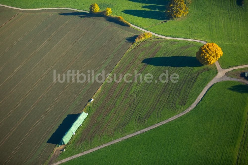 Arnsberg aus der Vogelperspektive: Baum- Insel auf einem Feld in Arnsberg im Bundesland Nordrhein-Westfalen