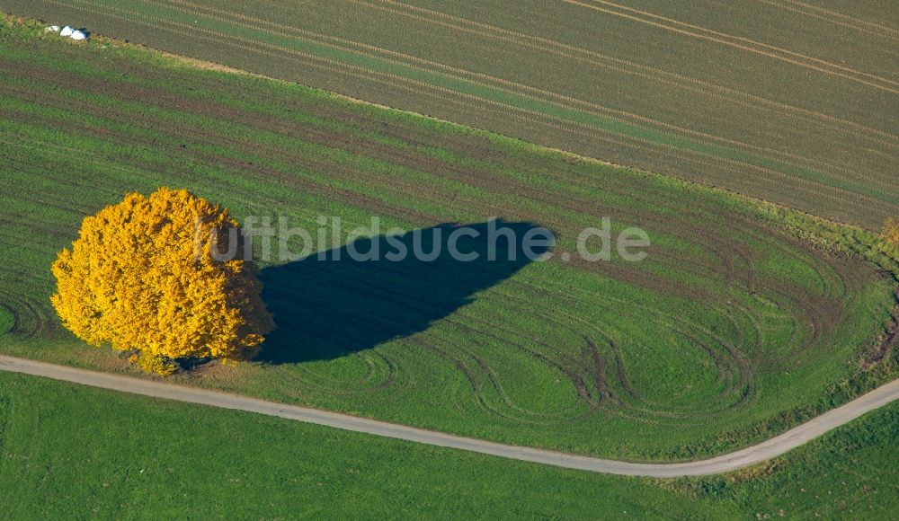 Luftbild Arnsberg - Baum- Insel auf einem Feld in Arnsberg im Bundesland Nordrhein-Westfalen