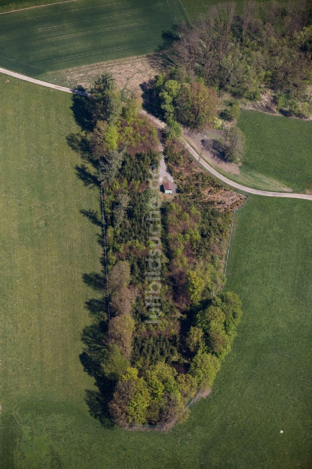 Bad Aibling aus der Vogelperspektive: Baum- Insel auf einem Feld in Bad Aibling im Bundesland Bayern, Deutschland