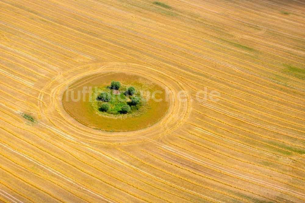 Basedow aus der Vogelperspektive: Baum- Insel auf einem Feld in Basedow im Bundesland Mecklenburg-Vorpommern