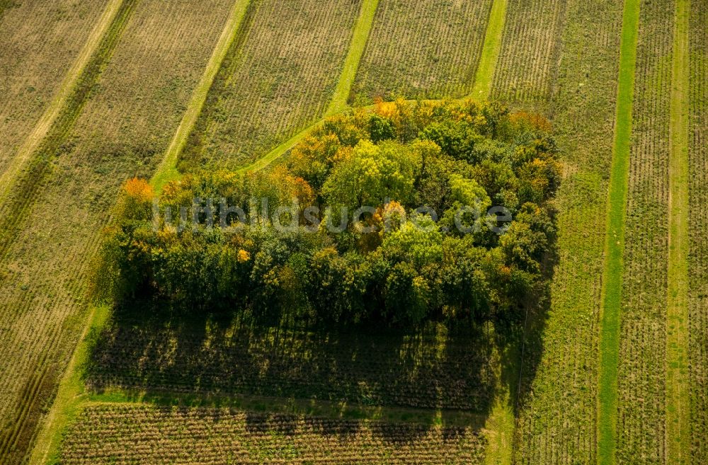 Luftbild Bestwig - Baum- Insel auf einem Feld in Bestwig im Bundesland Nordrhein-Westfalen