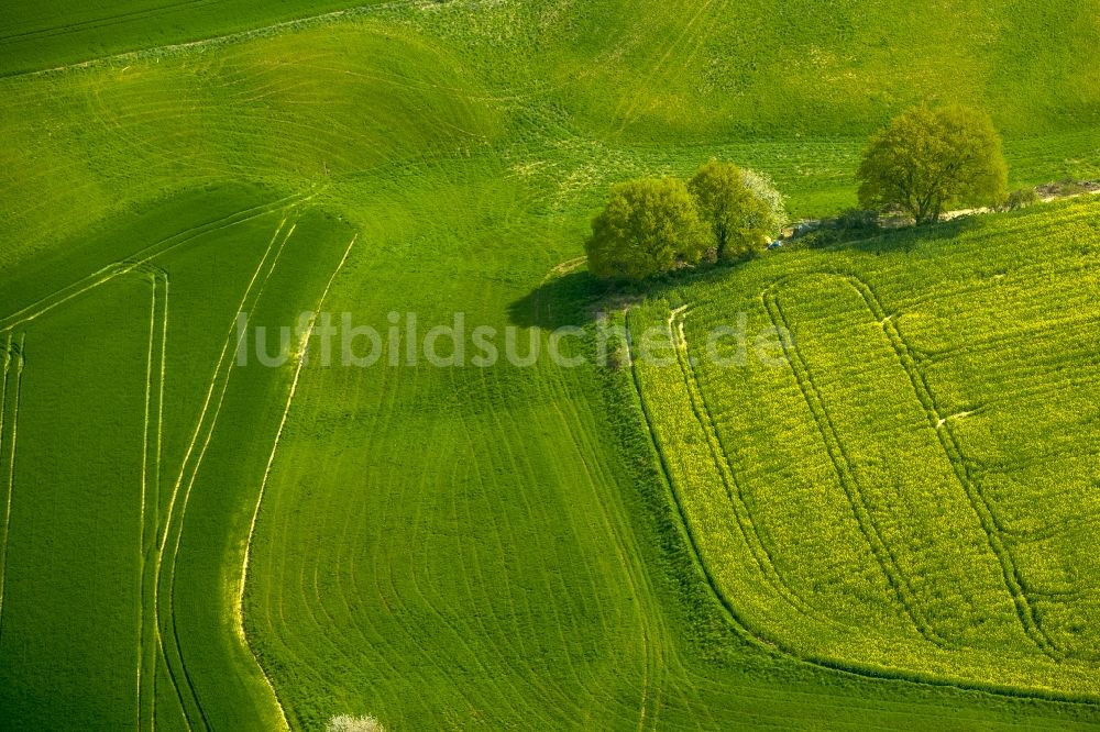 Luftbild Erkrath - Baum- Insel auf einem Feld in Erkrath im Bundesland Nordrhein-Westfalen