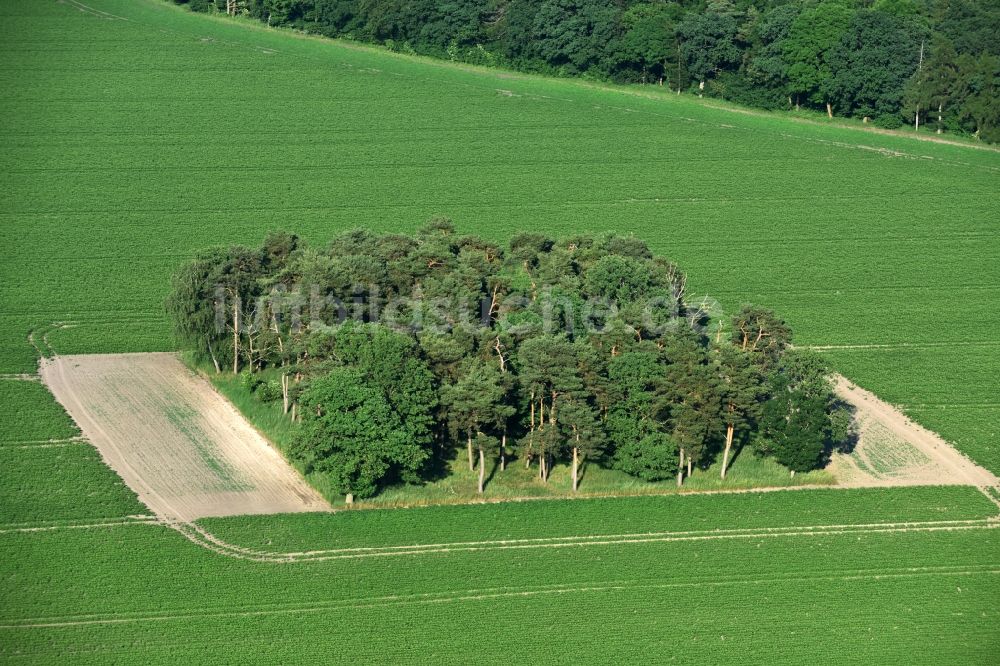 Luftbild Friesack - Baum- Insel auf einem Feld in Friesack im Bundesland Brandenburg