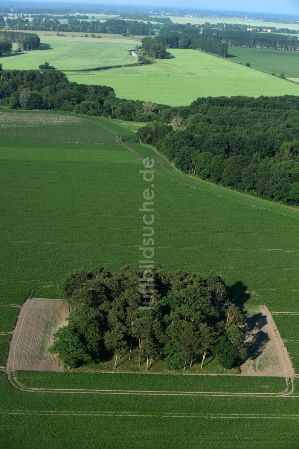 Luftbild Friesack - Baum- Insel auf einem Feld in Friesack im Bundesland Brandenburg