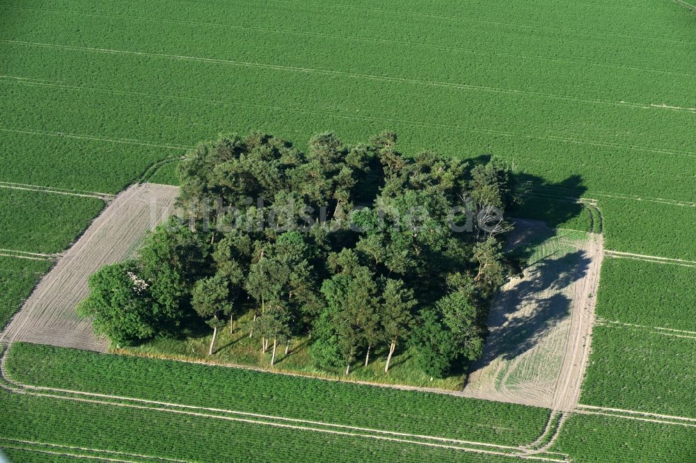 Luftaufnahme Friesack - Baum- Insel auf einem Feld in Friesack im Bundesland Brandenburg