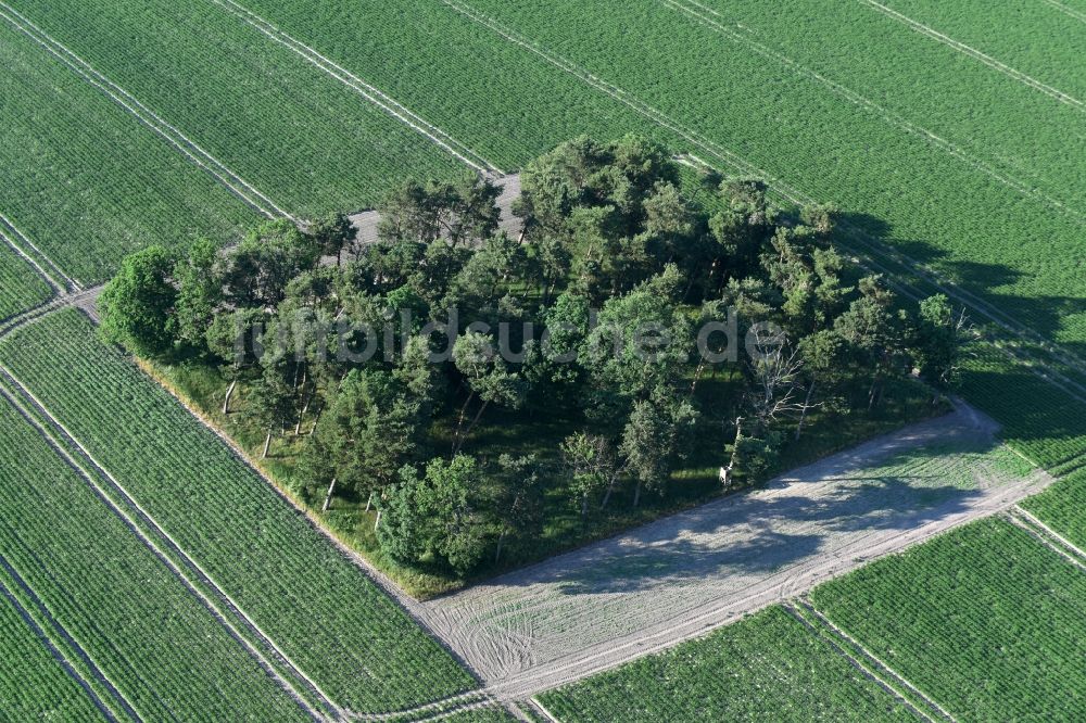 Friesack von oben - Baum- Insel auf einem Feld in Friesack im Bundesland Brandenburg