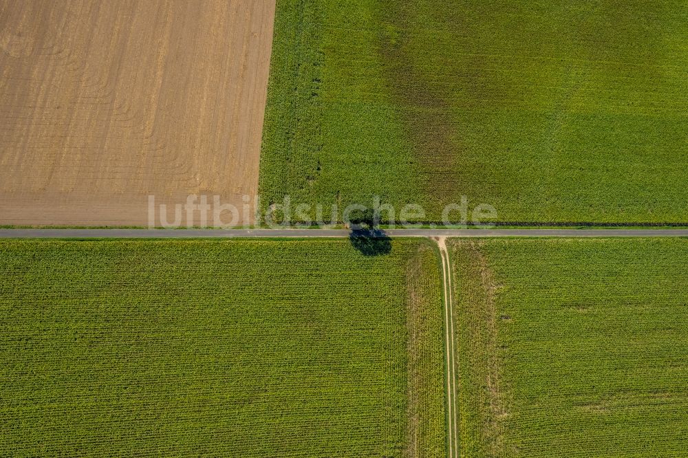 Luftbild Hünxe - Baum- Insel auf einem Feld An den Höfen in Hünxe im Bundesland Nordrhein-Westfalen, Deutschland