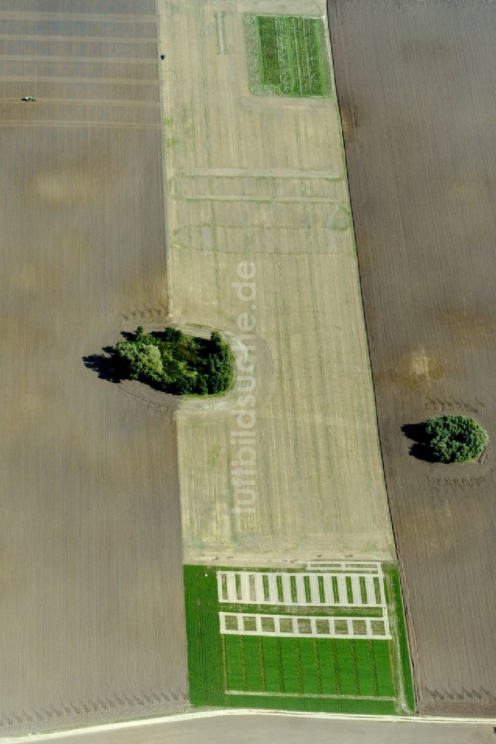 Insel Poel von oben - Baum- Insel auf einem Feld der Insel Poel im Bundesland Mecklenburg-Vorpommern, Deutschland