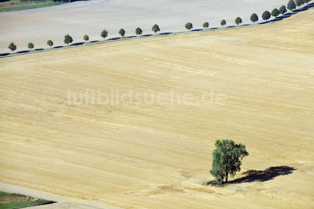 Luftbild Ivenrode - Baum- Insel auf einem Feld in Ivenrode im Bundesland Sachsen-Anhalt