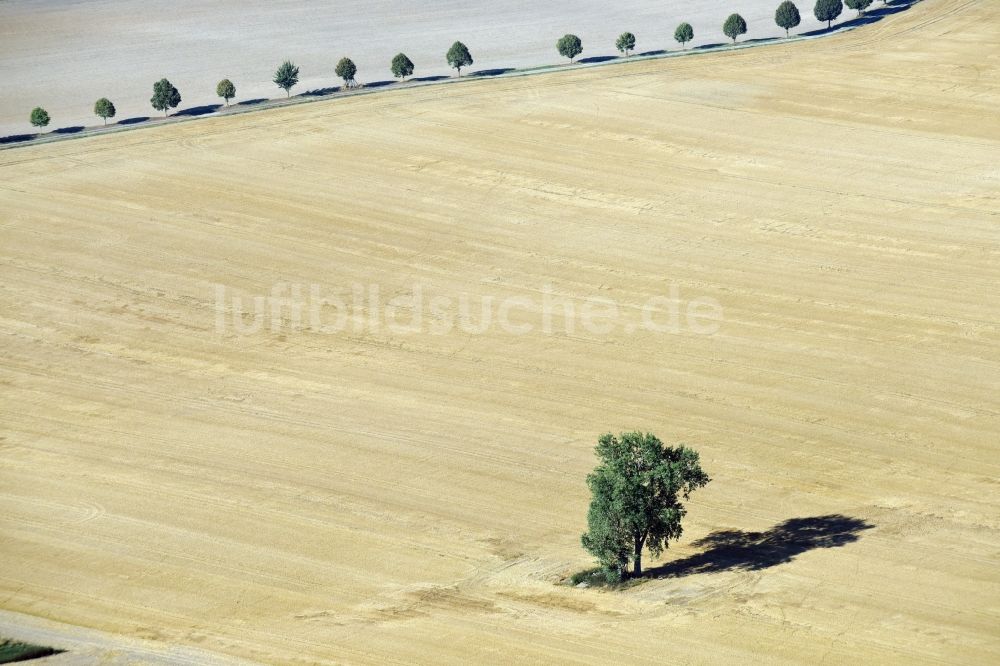 Luftaufnahme Ivenrode - Baum- Insel auf einem Feld in Ivenrode im Bundesland Sachsen-Anhalt