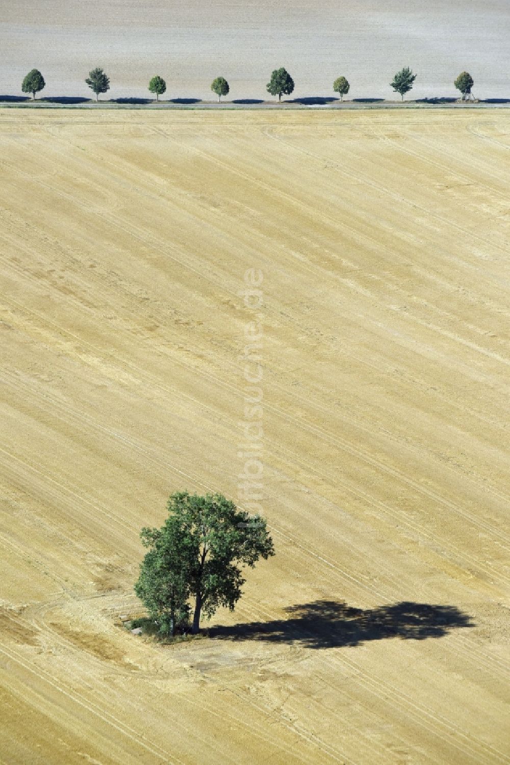 Ivenrode von oben - Baum- Insel auf einem Feld in Ivenrode im Bundesland Sachsen-Anhalt