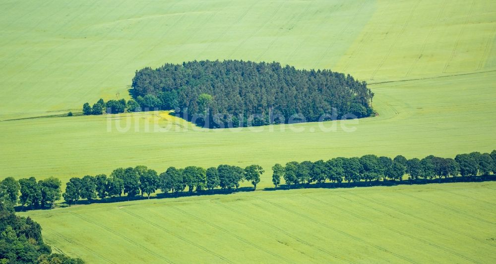 Luftbild Obleze - Baum- Insel auf einem Feld in Obleze in Pomorskie, Polen