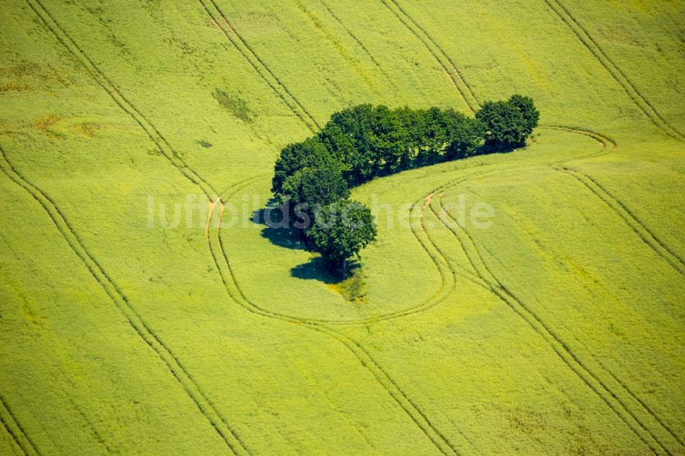 Obleze von oben - Baum- Insel auf einem Feld in Obleze in Pomorskie, Polen