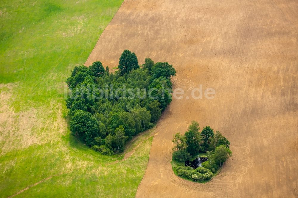 Obleze aus der Vogelperspektive: Baum- Insel auf einem Feld in Obleze in Pomorskie, Polen