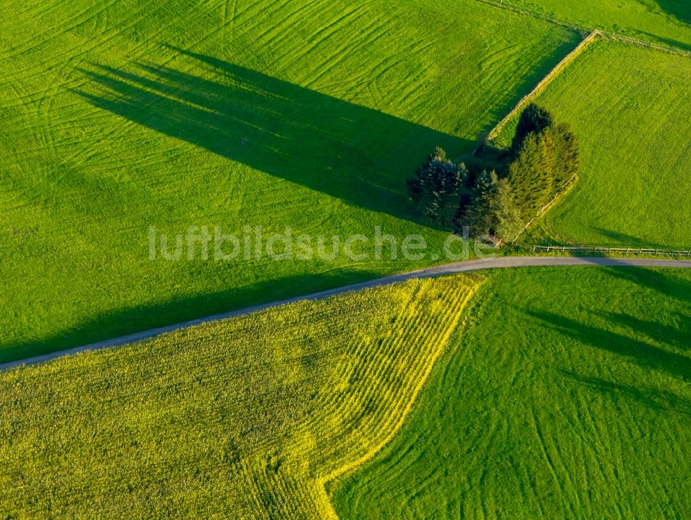 Oelinghauserheide aus der Vogelperspektive: Baum- Insel auf einem Feld in Oelinghauserheide im Bundesland Nordrhein-Westfalen