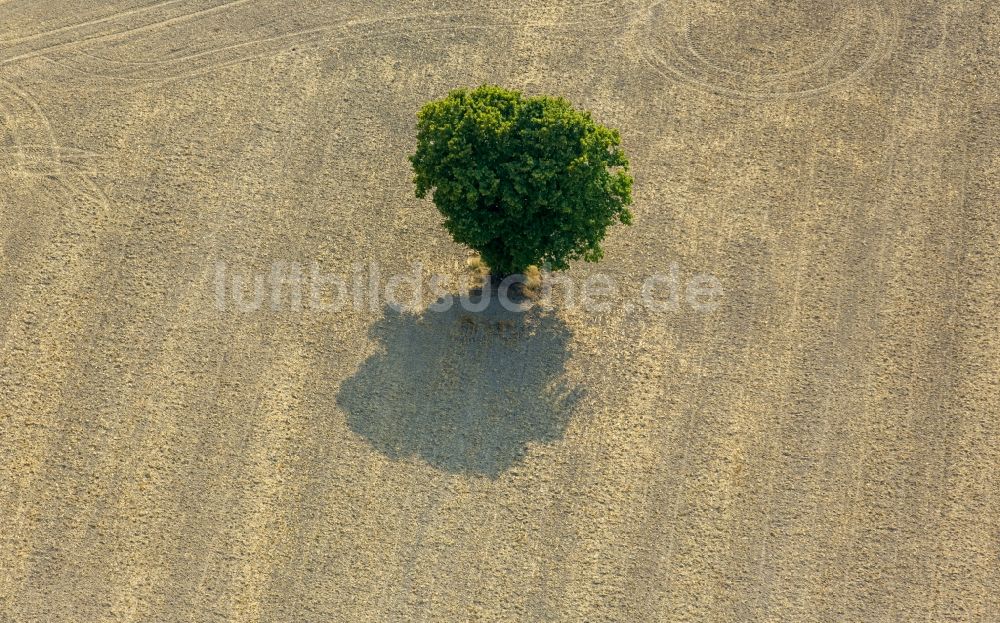 Luftbild Rüthen - Baum- Insel auf einem Feld in Rüthen im Bundesland Nordrhein-Westfalen