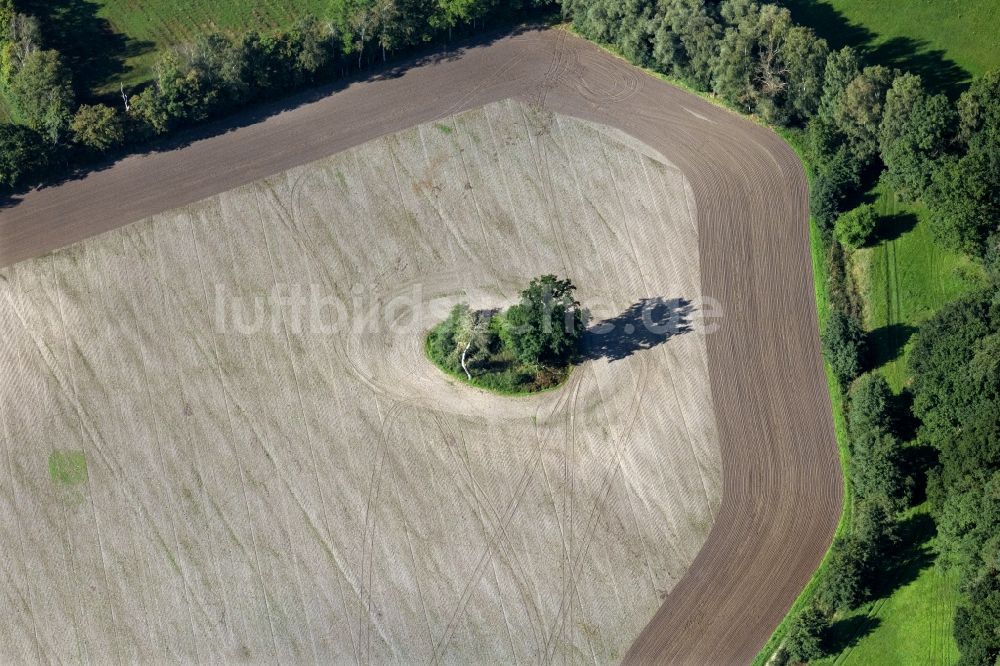 Luftaufnahme Rubenow - Baum- Insel auf einem Feld in Rubenow im Bundesland Mecklenburg-Vorpommern, Deutschland