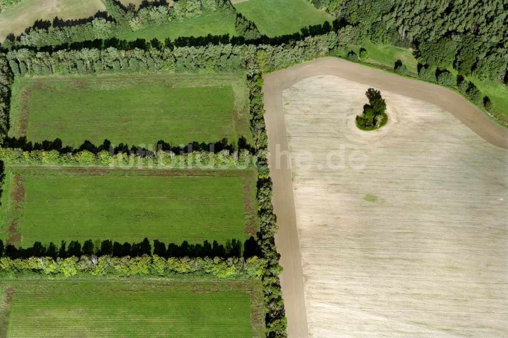 Luftbild Rubenow - Baum- Insel auf einem Feld in Rubenow im Bundesland Mecklenburg-Vorpommern, Deutschland