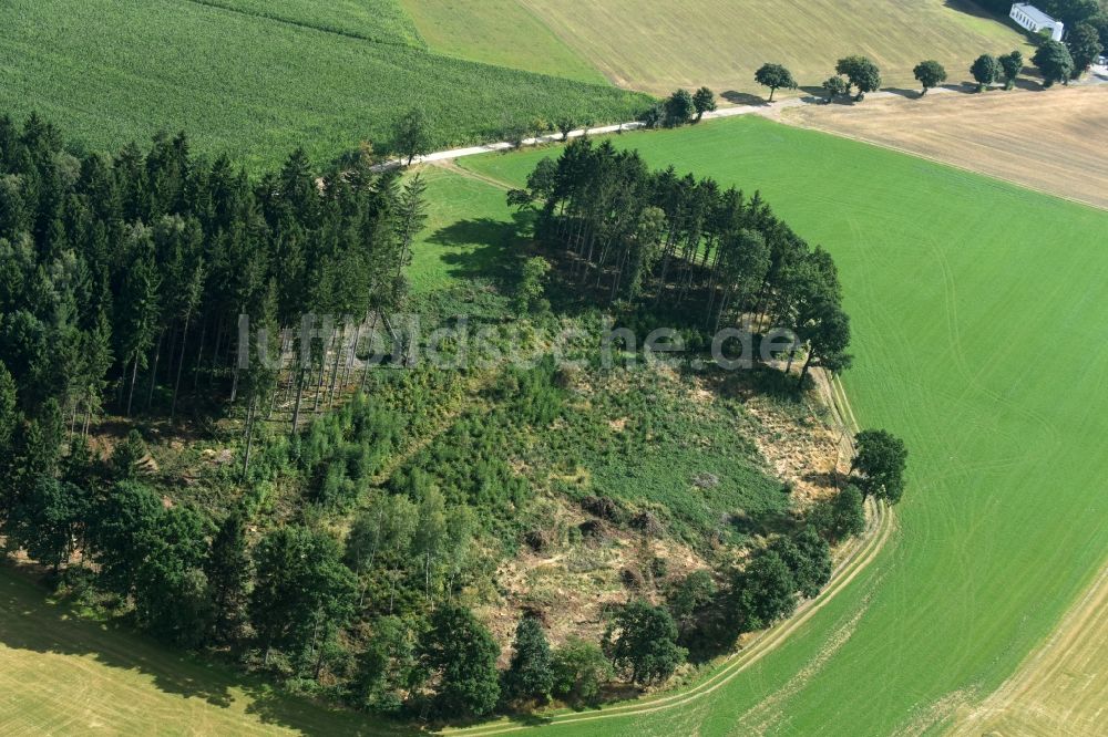 Stollberg/Erzgeb. von oben - Baum- Insel auf einem Feld in Stollberg/Erzgeb. im Bundesland Sachsen