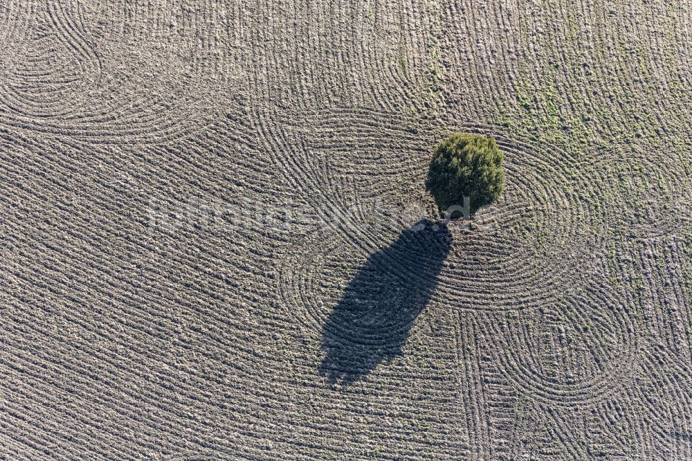 Wurmsham von oben - Baum- Insel auf einem Feld in Wurmsham im Bundesland Bayern