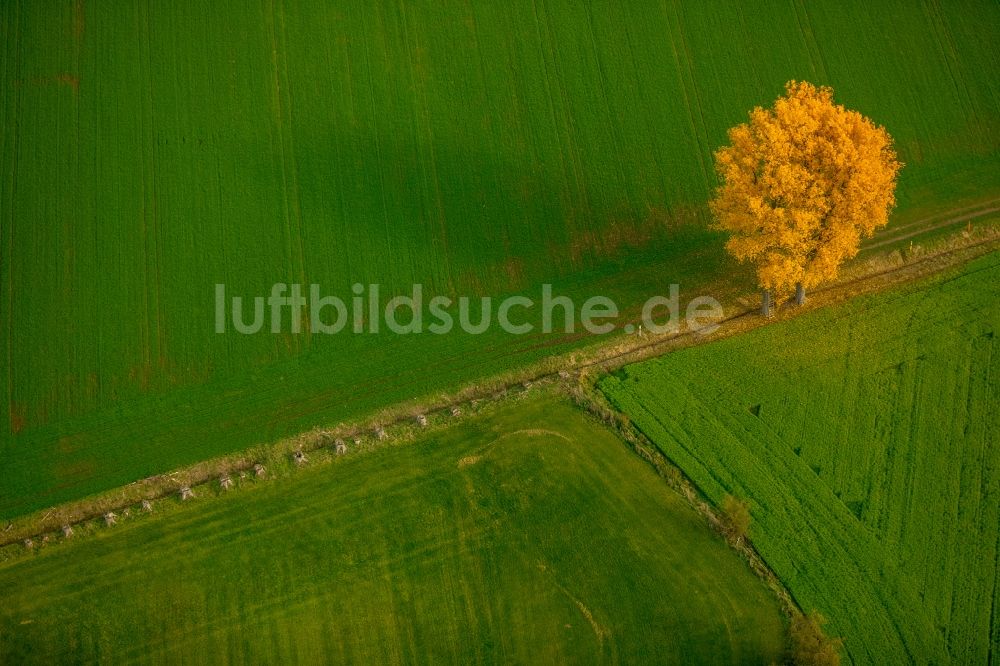 Gladbeck von oben - Baum- Insel an einem Feldrand in Gladbeck im Bundesland Nordrhein-Westfalen, Deutschland