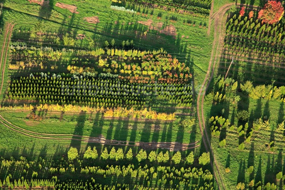 Merzig Ortsteil Hilbringen von oben - Baum - Landschaft mit Feld - Strukturen auf dem Gelände einer Baumschule in Hilbringen / Merzig im Bundesland Schleswig-Holstein