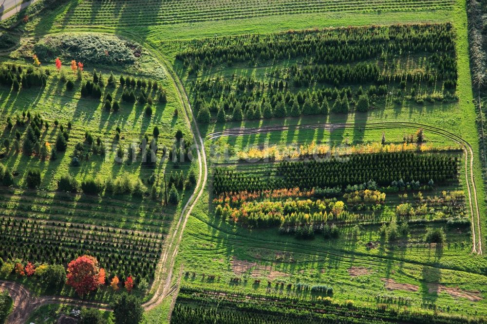 Merzig Ortsteil Hilbringen aus der Vogelperspektive: Baum - Landschaft mit Feld - Strukturen auf dem Gelände einer Baumschule in Hilbringen / Merzig im Bundesland Schleswig-Holstein