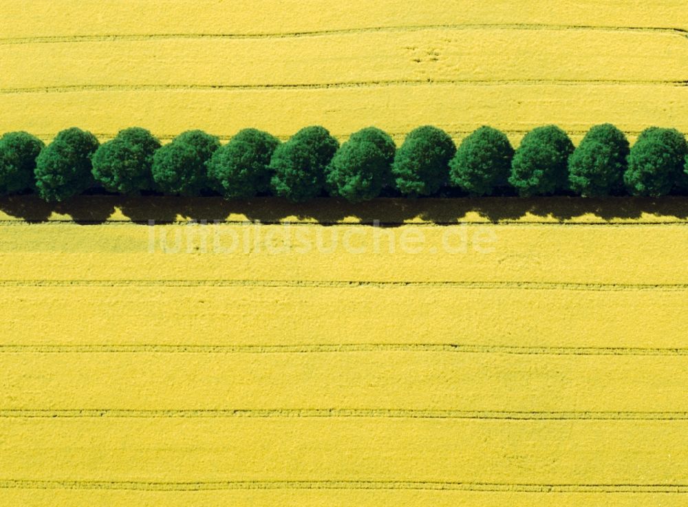 Luftbild Eutin - Baum - Landschaft mit Feld - Strukturen auf sommerlich , abgeernteten Getreide - Feldern bei Eutin im Bundesland Schleswig-Holstein