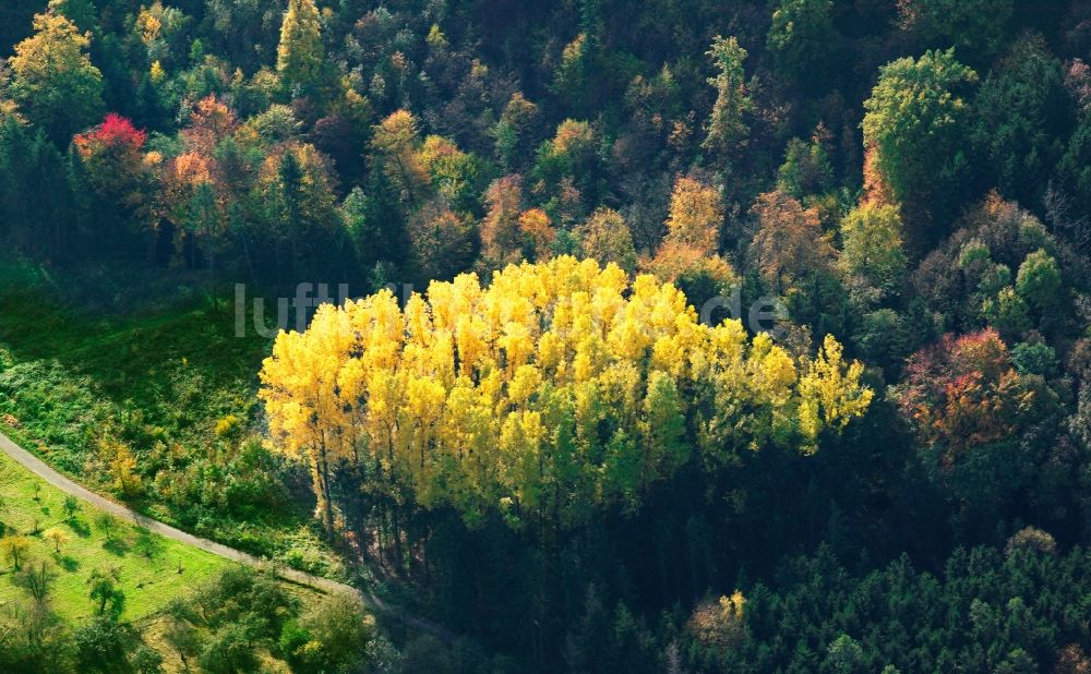 Luftbild Eutin - Baum - Landschaft mit Feld - Strukturen auf sommerlich , abgeernteten Getreide - Feldern bei Eutin im Bundesland Schleswig-Holstein