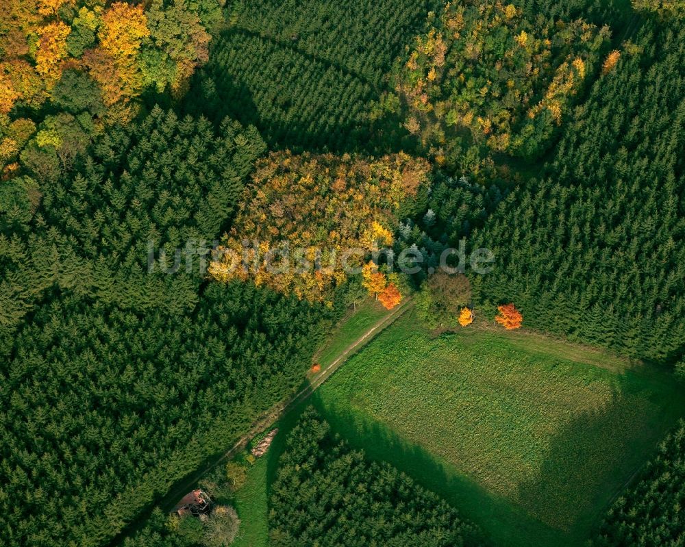 Eutin von oben - Baum - Landschaft mit Feld - Strukturen auf sommerlich , abgeernteten Getreide - Feldern bei Eutin im Bundesland Schleswig-Holstein